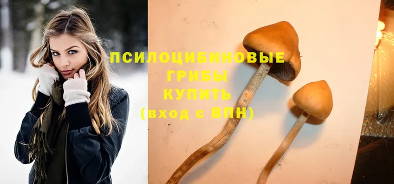 сколько стоит  Кинешма  Галлюциногенные грибы Cubensis 